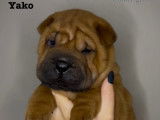 Chiots Shar-Peï disponibles à la réservation