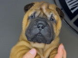Chiots Shar-Peï disponibles à la réservation