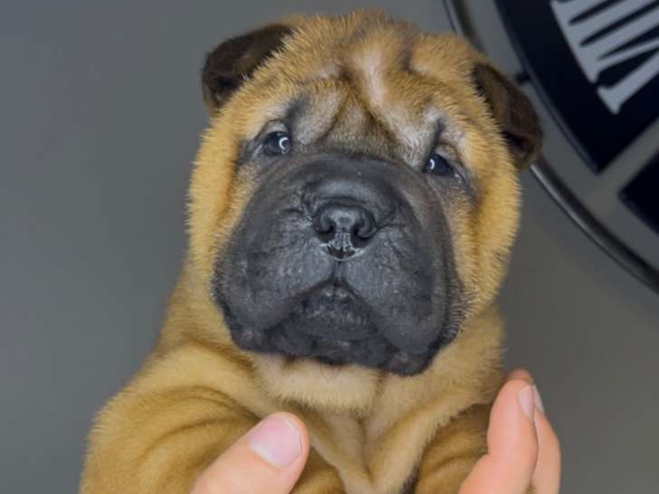 Chiots Shar-Peï disponibles à la réservation