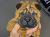 Chiots Shar-Peï disponibles à la réservation