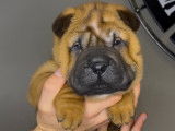 Chiots Shar-Peï disponibles à la réservation