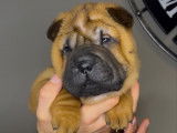 Chiots Shar-Peï disponibles à la réservation