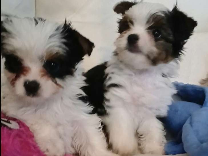 Adorables chiots Biewers Terriers mâles à vendre