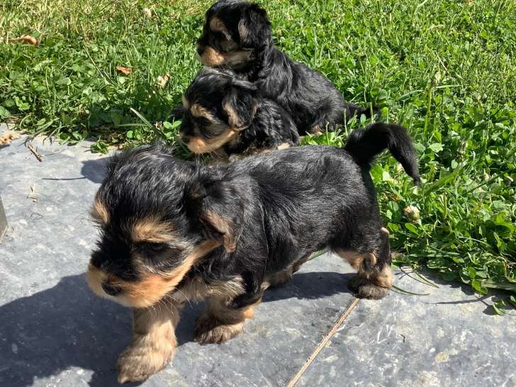 Chiot femelle Bichon Havanais à vendre