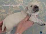 Chiots Golden Retriever LOF à vendre
