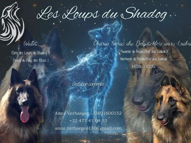 8 chiots Tervueren fauve charbonné à vendre