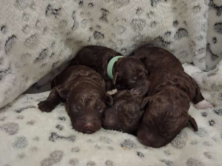 Chiots Lagotto Romagnolo LOF à vendre
