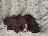 Chiots Lagotto Romagnolo LOF à vendre
