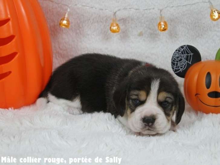 Chiots Beagle LOF à vendre