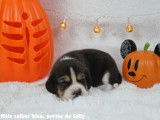 Chiots Beagle LOF à vendre