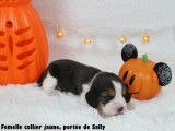 Chiots Beagle LOF à vendre