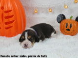 Chiots Beagle LOF à vendre