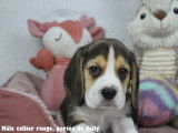 Chiots Beagle LOF à vendre
