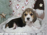 Chiots Beagle LOF à vendre