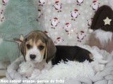 Chiots Beagle LOF à vendre