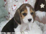Chiots Beagle LOF à vendre