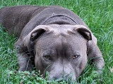 Mâle Staffie bleu disponible pour saillie