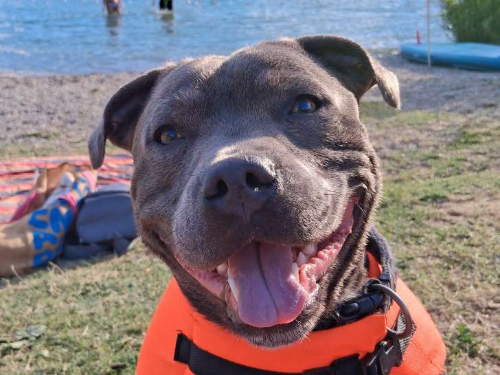 Mâle Staffie bleu disponible pour saillie