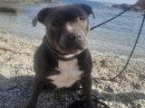 Mâle Staffie bleu disponible pour saillie
