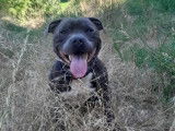Mâle Staffie bleu disponible pour saillie