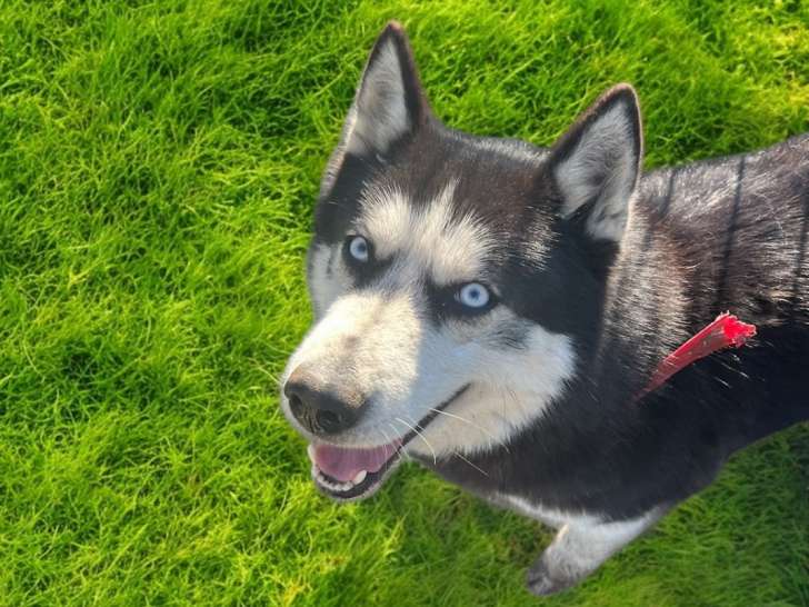 Mâles et femelles adultes Husky à donner