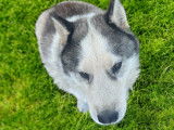 Mâles et femelles adultes Husky à donner