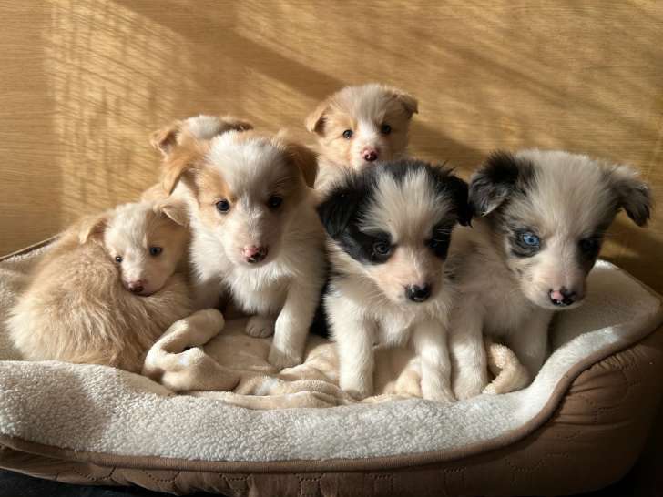 Chiots Border Collie à vendre