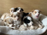Chiots Border Collie à vendre