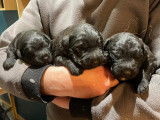 Chiots Bouviers des Flandres à vendre