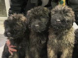 Chiots Bouviers des Flandres &agrave; vendre