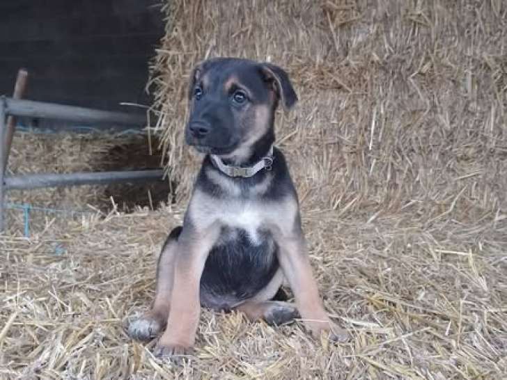 Chiots croisés Malinois et Jack Russell à vendre