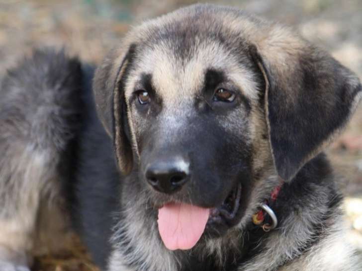 Chiot femelle Mastin Espagnol de 3 mois à adopter en association