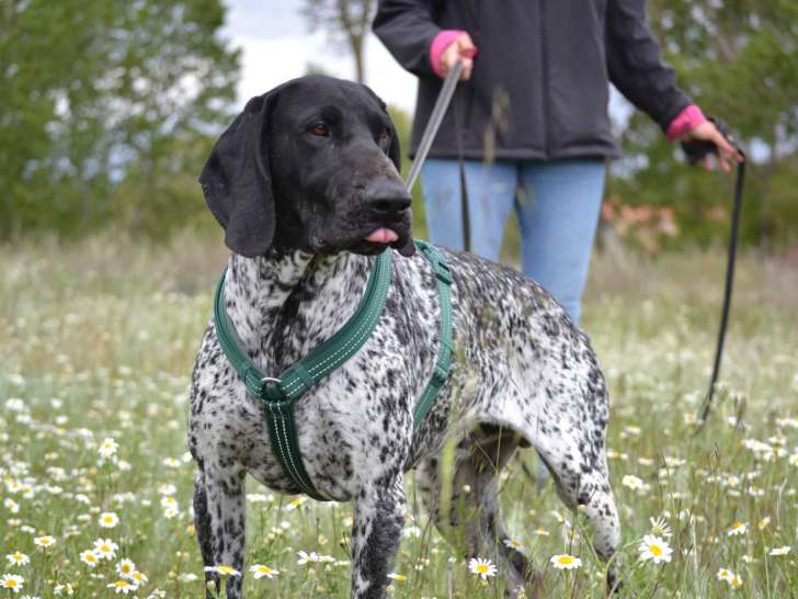 Milan, beau Braque Allemand à adopter