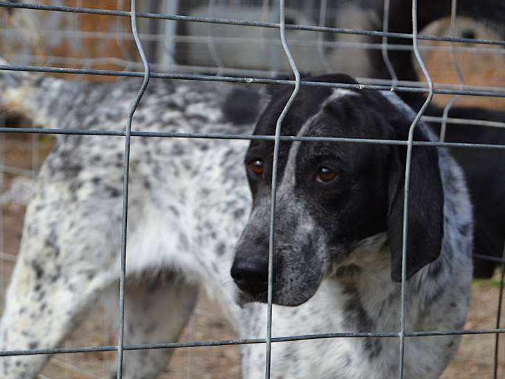 Miku, douce et charmante Braque Allemand à adopter