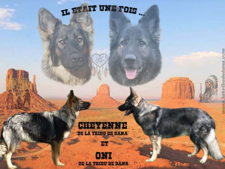 Chiots Altdeutscher Schäferhund à pré-réserver