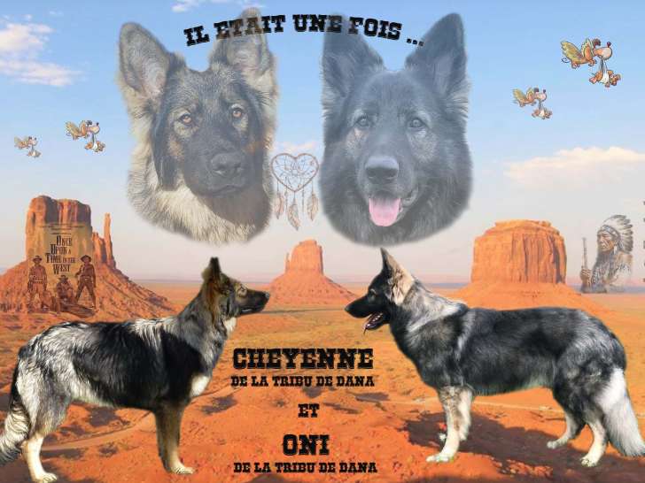 Chiots Altdeutscher Schäferhund à pré-réserver