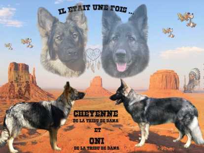 Chiots Altdeutscher Schäferhund à pré-réserver