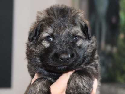 Chiots Altdeutscher Sch&auml;ferhund &agrave; pr&eacute;-r&eacute;server