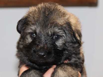 Chiots Altdeutscher Sch&auml;ferhund &agrave; pr&eacute;-r&eacute;server