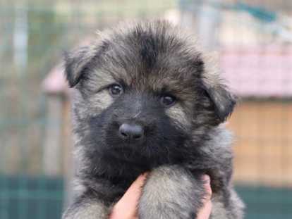 Chiots Altdeutscher Schäferhund à pré-réserver