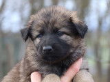 Chiots Altdeutscher Schäferhund à réserver