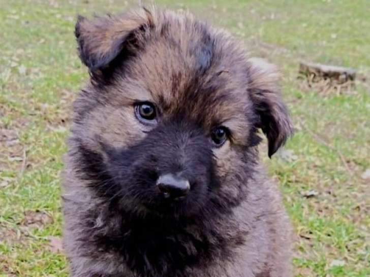 Chiots Altdeutscher Schäferhund à réserver