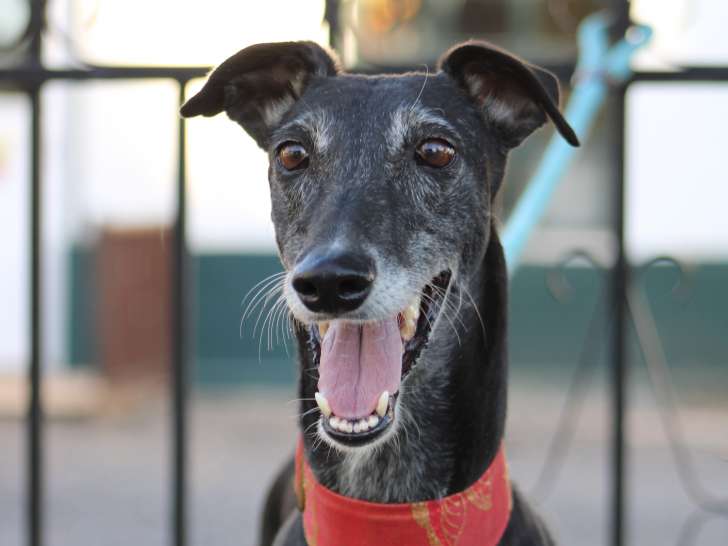 Mora, chienne plus douce qu'un plaid à adopter en association