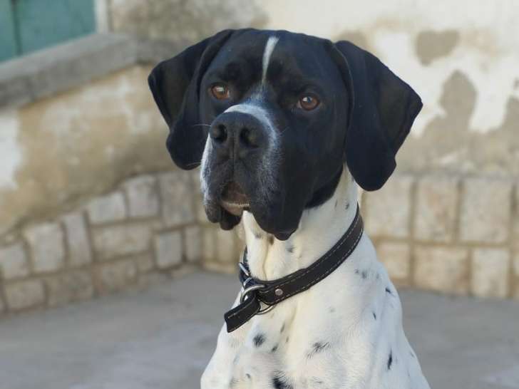 Oslo, magnifique Pointer à adopter en association