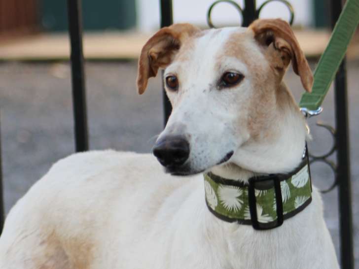 Antoine, doux lévrier aux teintes uniques à adopter