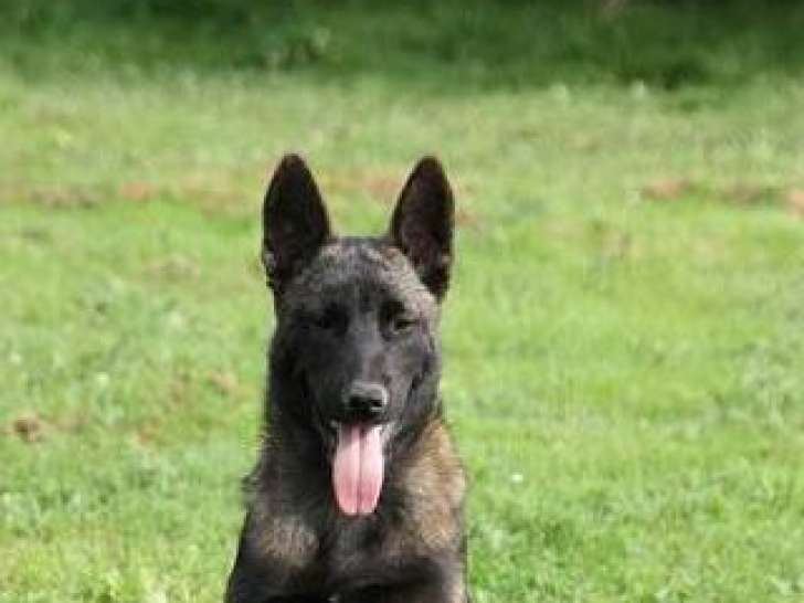 Chiot Mâle Berger Malinois à vendre