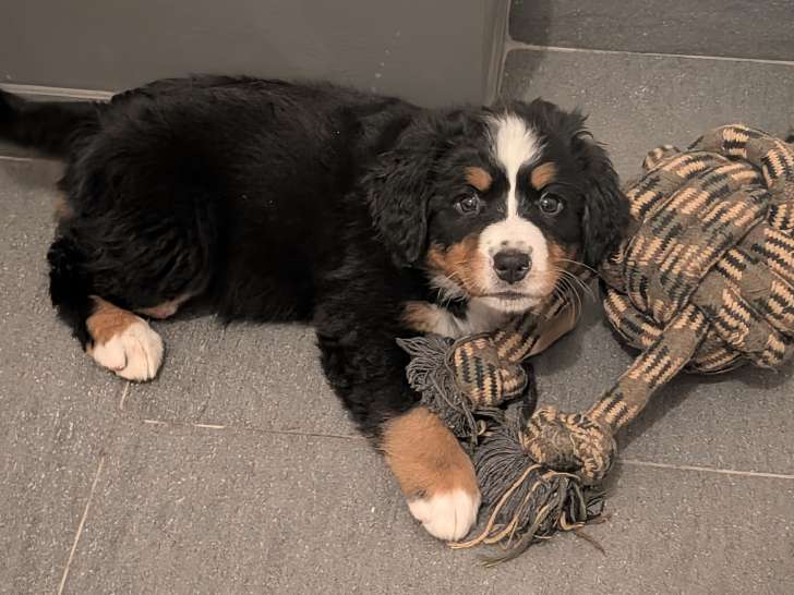 Chiots Bouviers Bernois à vendre