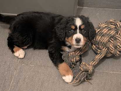 Chiots Bouviers Bernois à vendre