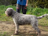 Chien Lagotto Romagnolo LOF (étalon reproducteur) à vendre