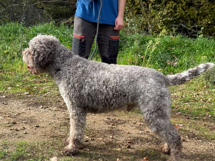 Chien Lagotto Romagnolo LOF (étalon reproducteur) à vendre